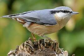 Eurasian Nuthatch