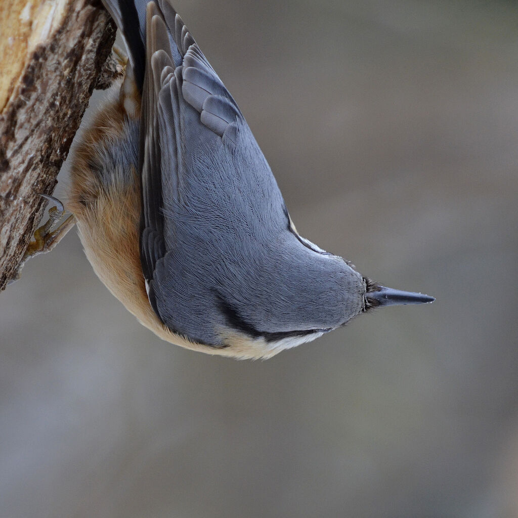 Eurasian Nuthatch