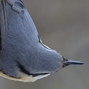 Eurasian Nuthatch