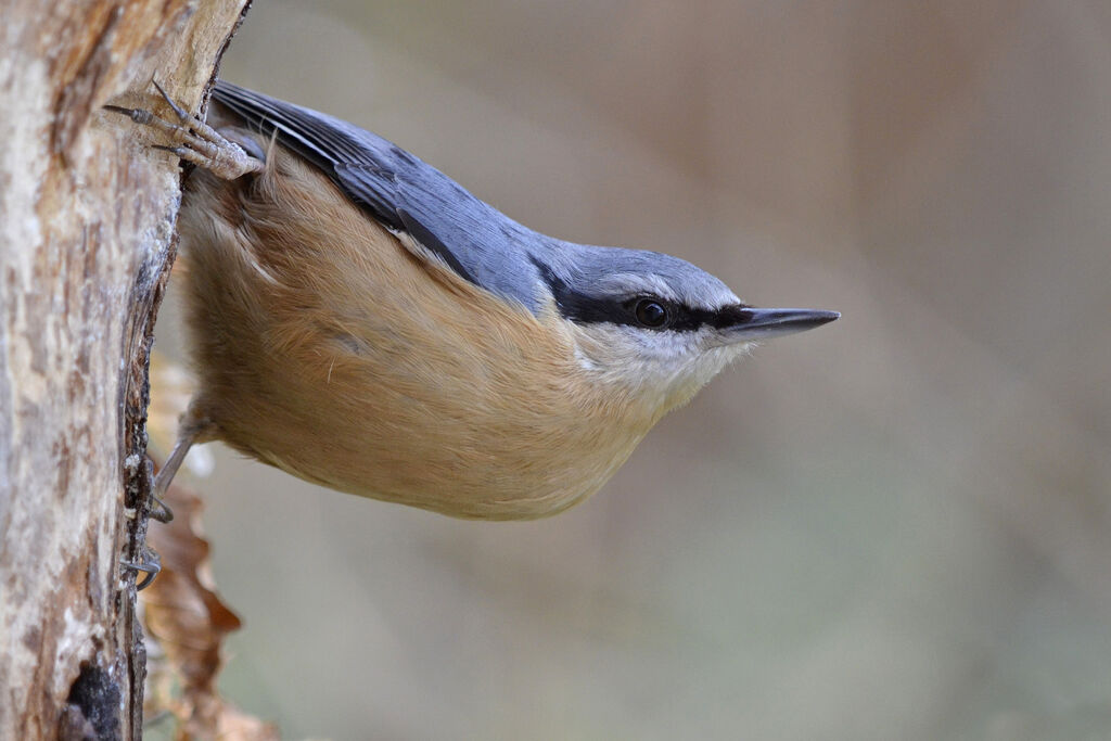 Eurasian Nuthatch