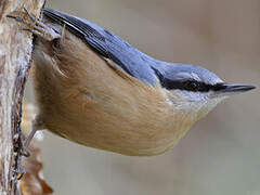 Eurasian Nuthatch