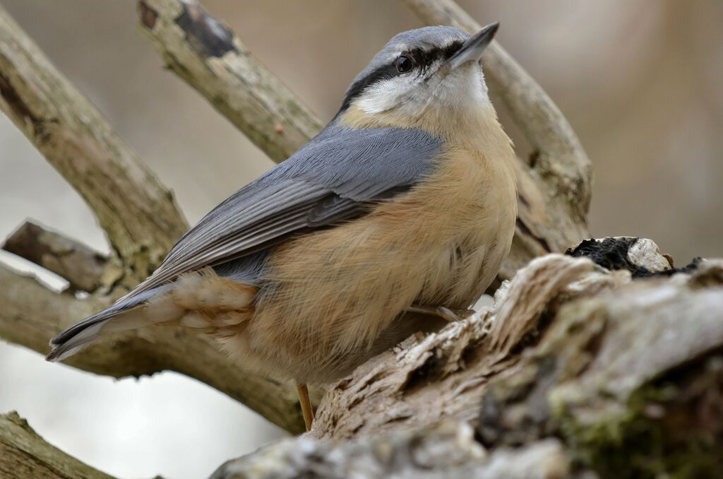 Eurasian Nuthatch