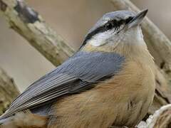 Eurasian Nuthatch