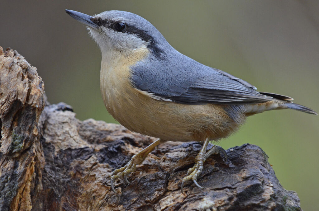 Eurasian Nuthatch, identification