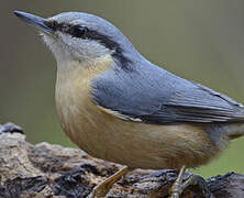 Eurasian Nuthatch