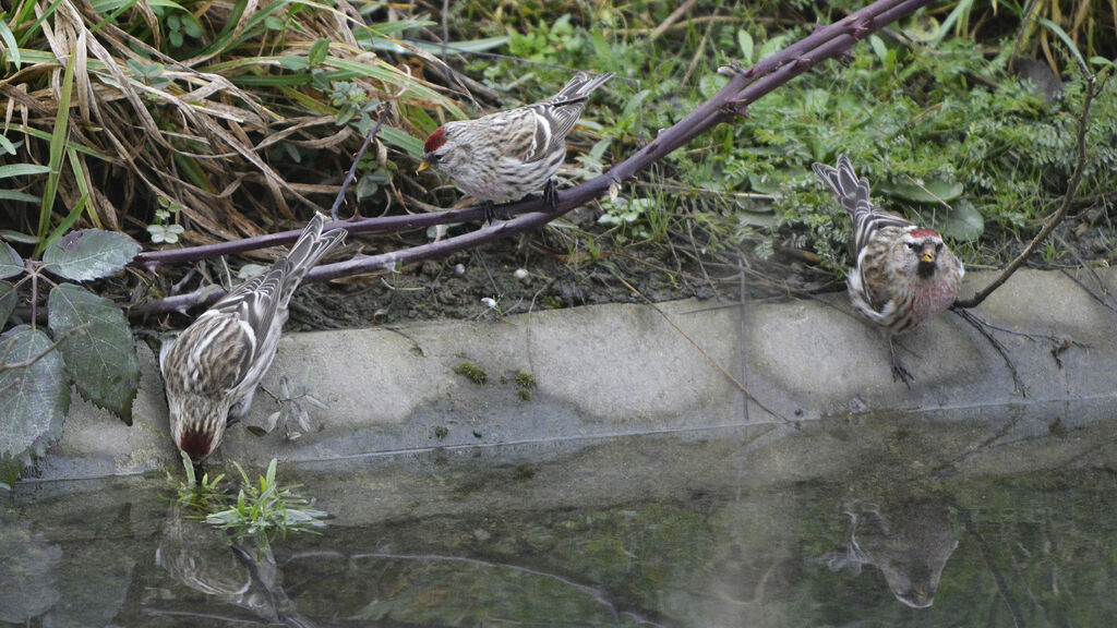 Common Redpoll