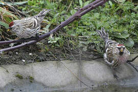 Common Redpoll