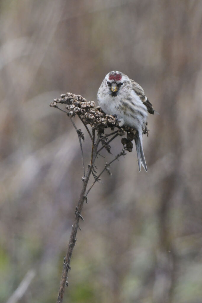 Common Redpolladult, identification