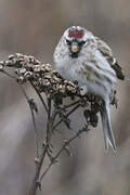 Common Redpoll