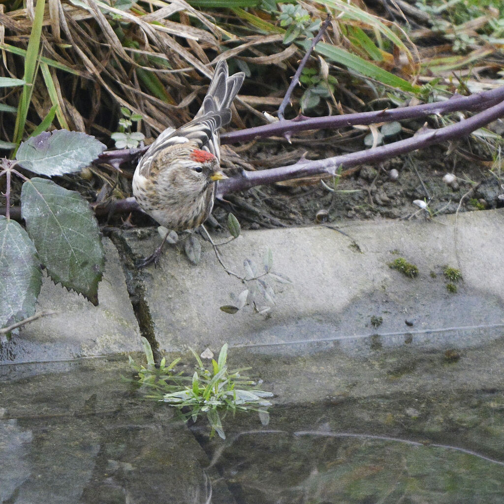 Sizerin flammé, identification