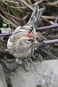 Common Redpoll