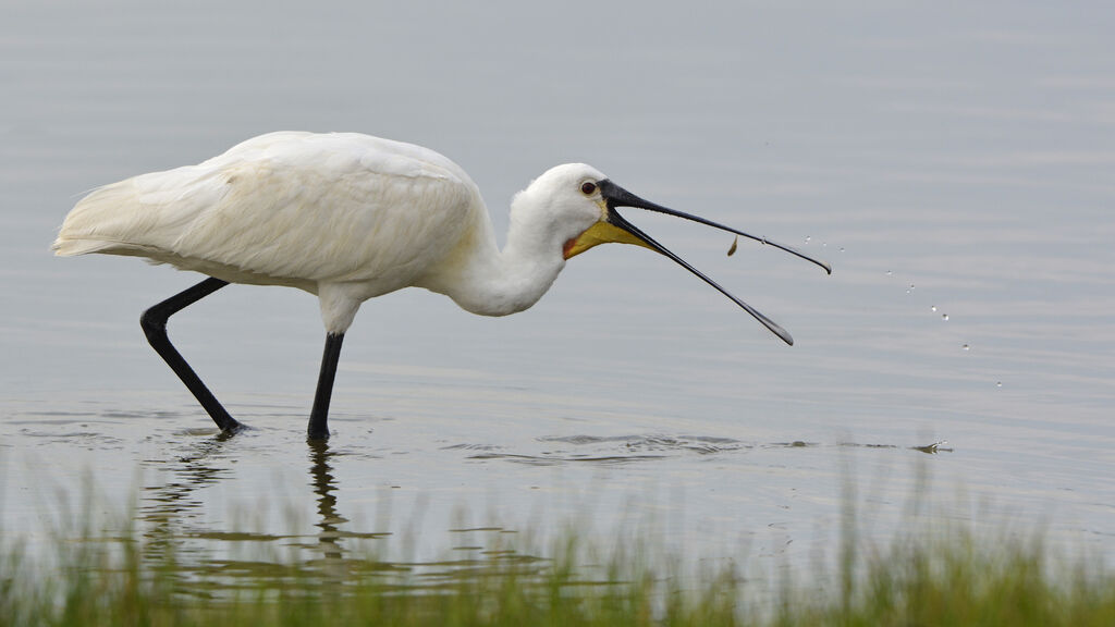 Eurasian Spoonbilladult, fishing/hunting