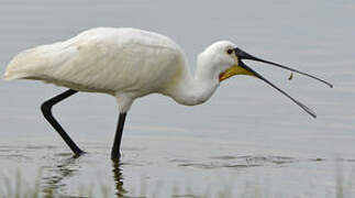 Eurasian Spoonbill