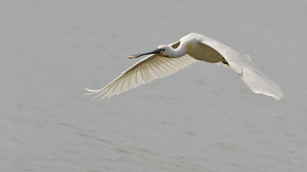 Eurasian Spoonbilladult, Flight