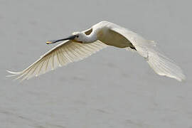 Eurasian Spoonbill