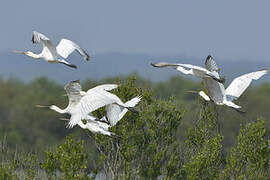 Eurasian Spoonbill