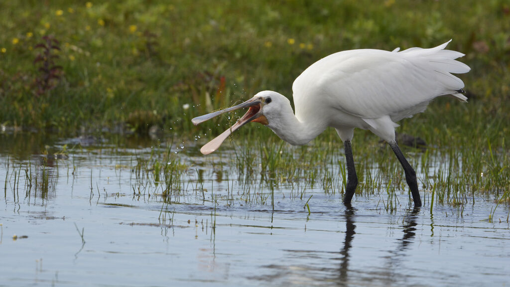 Eurasian Spoonbilljuvenile, identification