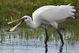 Eurasian Spoonbill