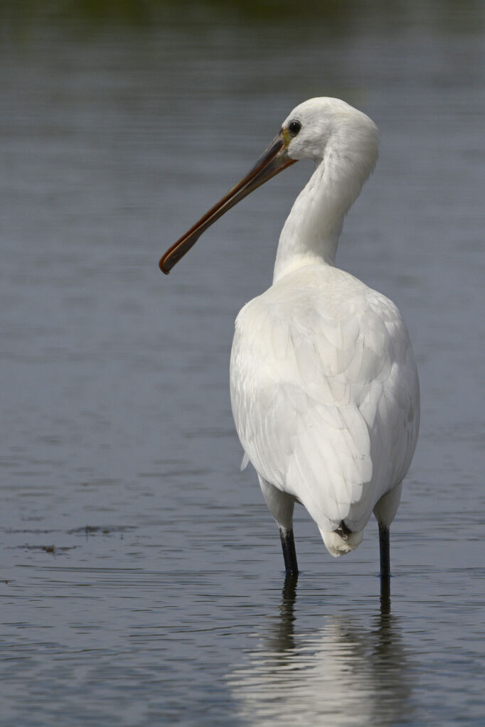 Eurasian Spoonbilljuvenile, identification