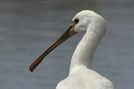 Eurasian Spoonbill