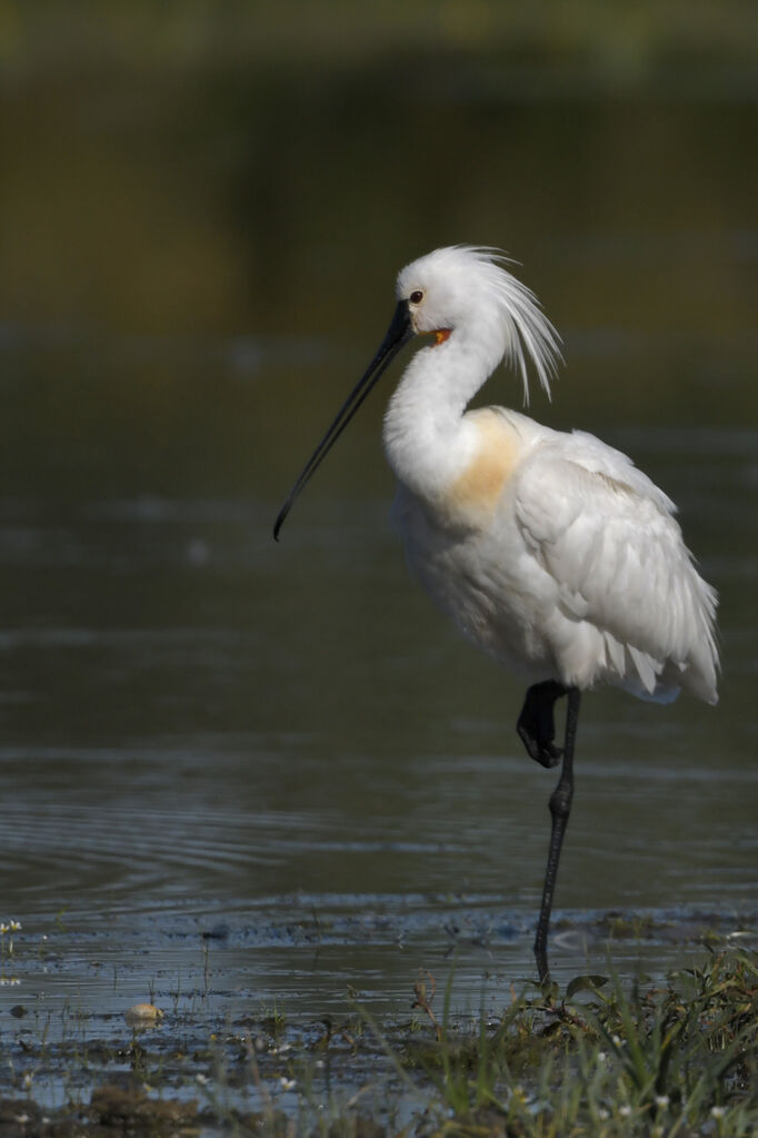 Eurasian Spoonbilladult, identification