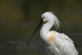 Eurasian Spoonbill