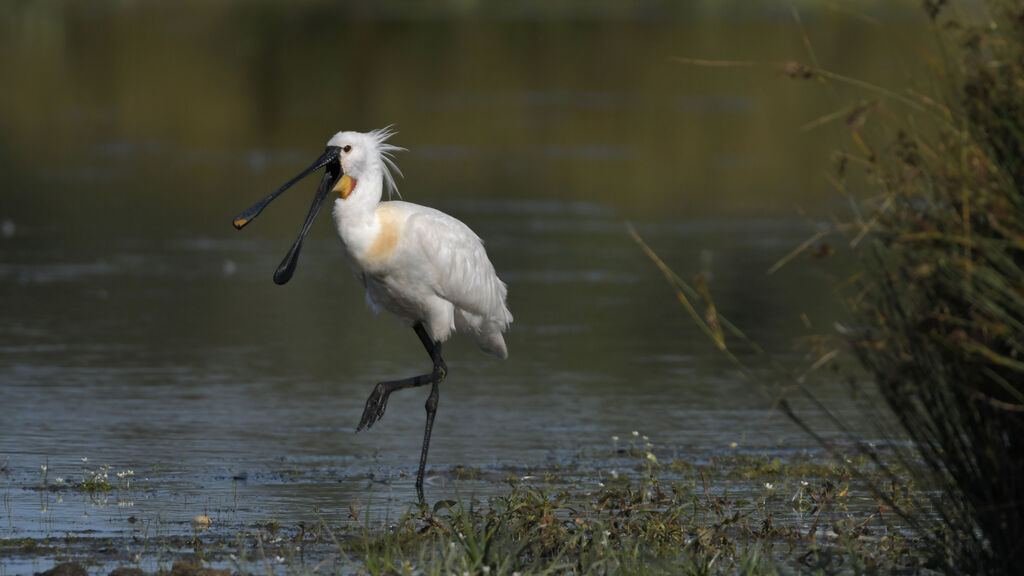 Eurasian Spoonbilladult breeding, identification