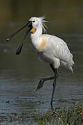 Eurasian Spoonbill