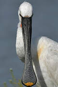 Eurasian Spoonbill