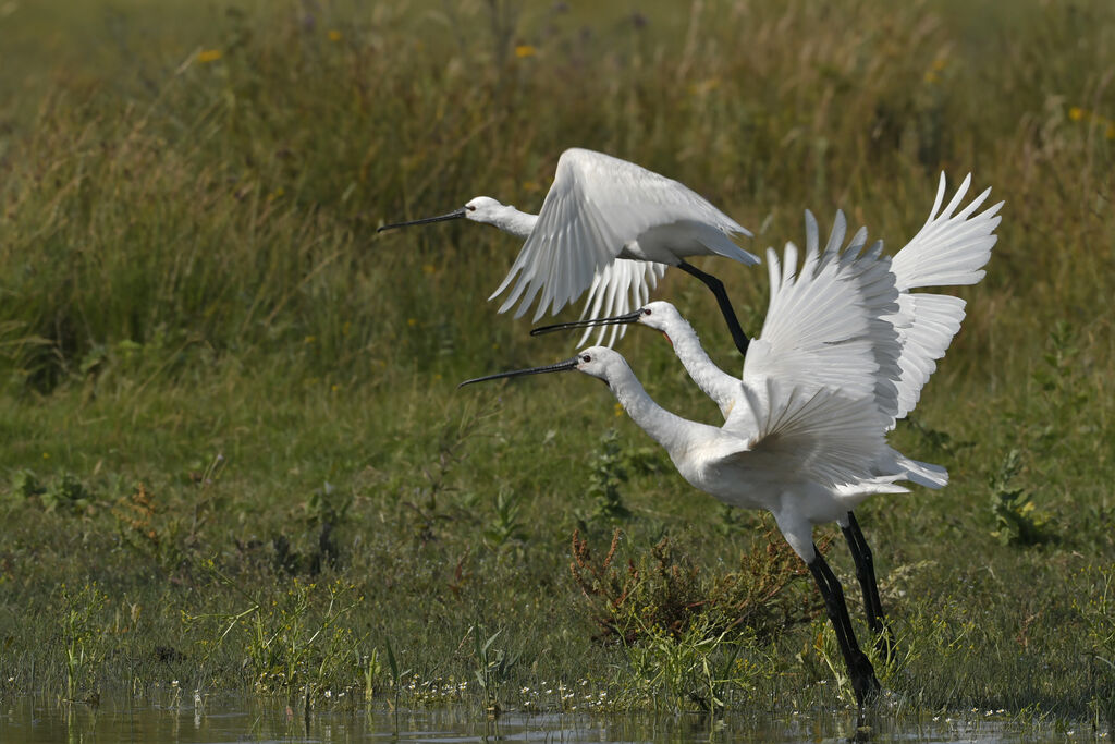 Eurasian Spoonbilladult breeding, Flight