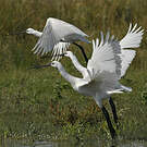 Spatule blanche