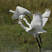 Eurasian Spoonbill