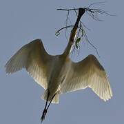 Eurasian Spoonbill