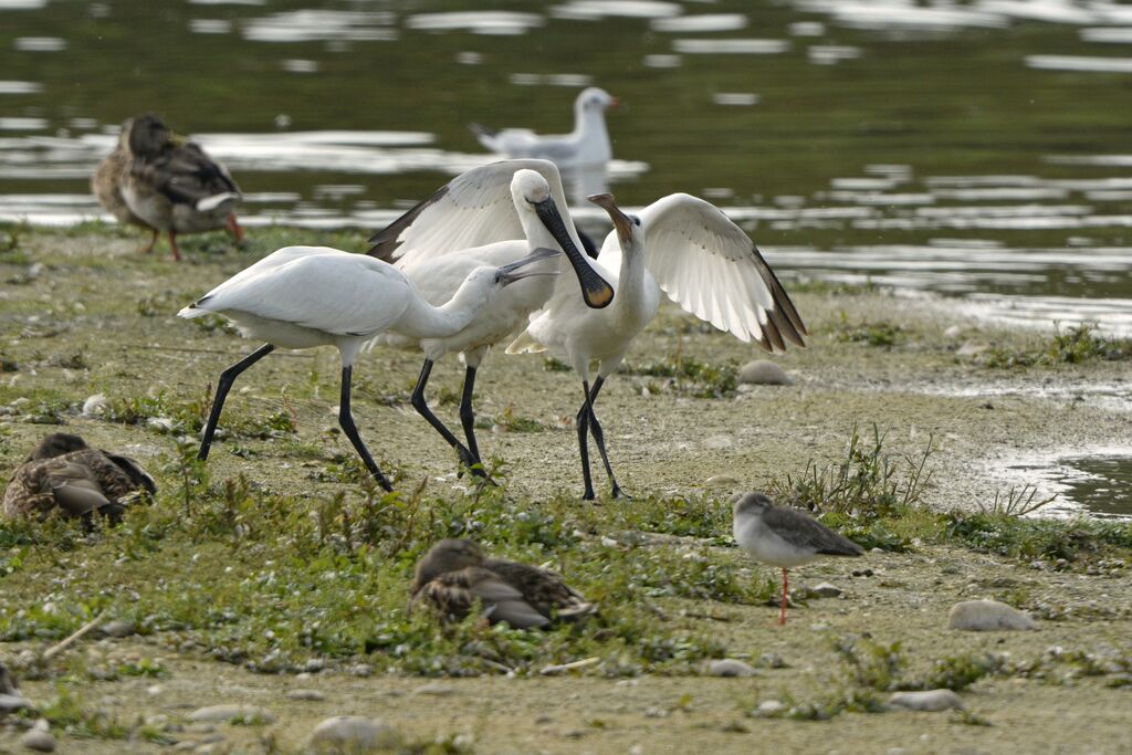 Eurasian Spoonbill, Behaviour