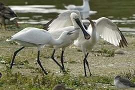 Eurasian Spoonbill