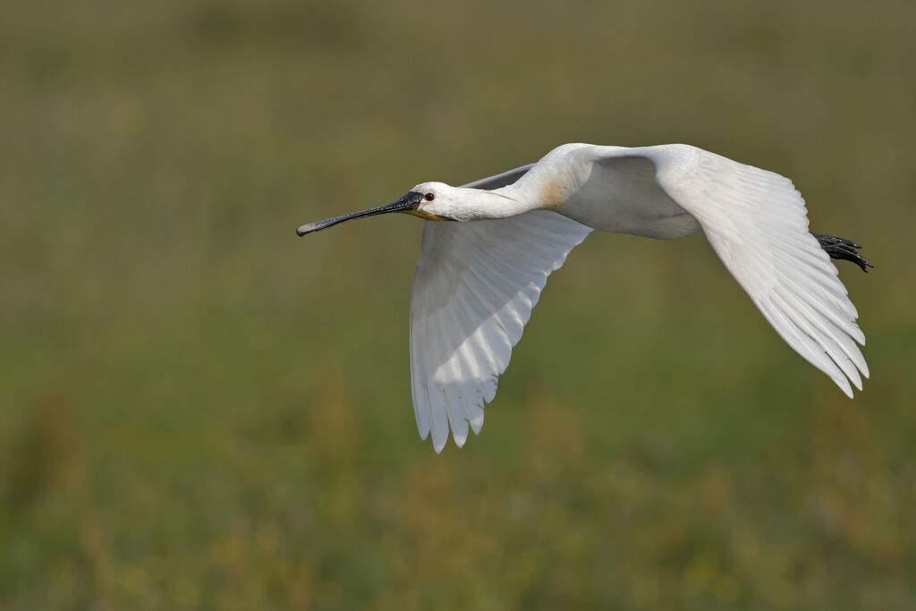 Eurasian Spoonbilladult, Flight