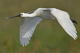 Eurasian Spoonbill