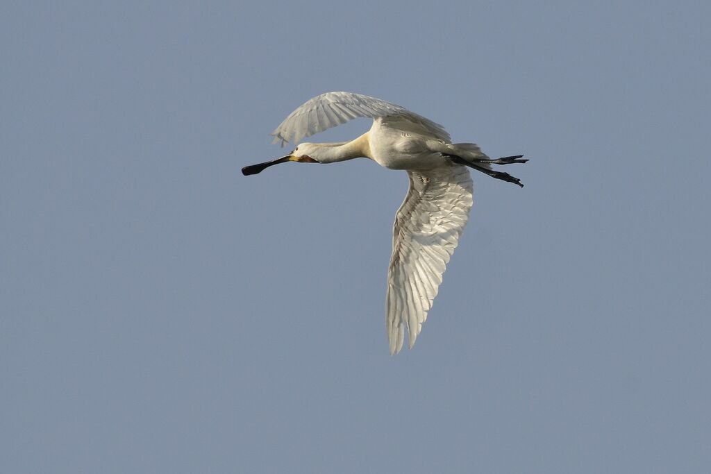 Eurasian Spoonbill, Flight