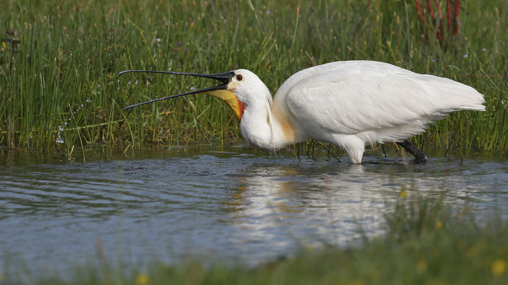 Spatule blanche, régime, pêche/chasse