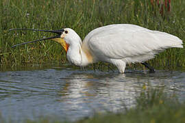 Eurasian Spoonbill