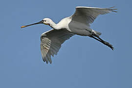 Eurasian Spoonbill