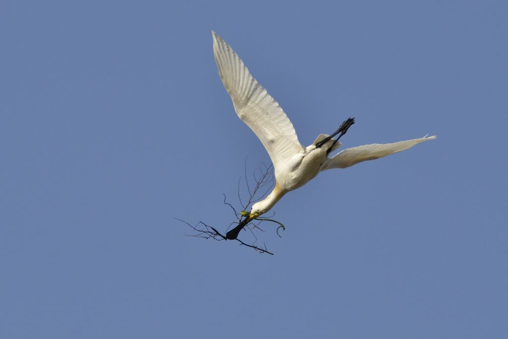 Eurasian Spoonbill, Reproduction-nesting