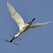 Eurasian Spoonbill