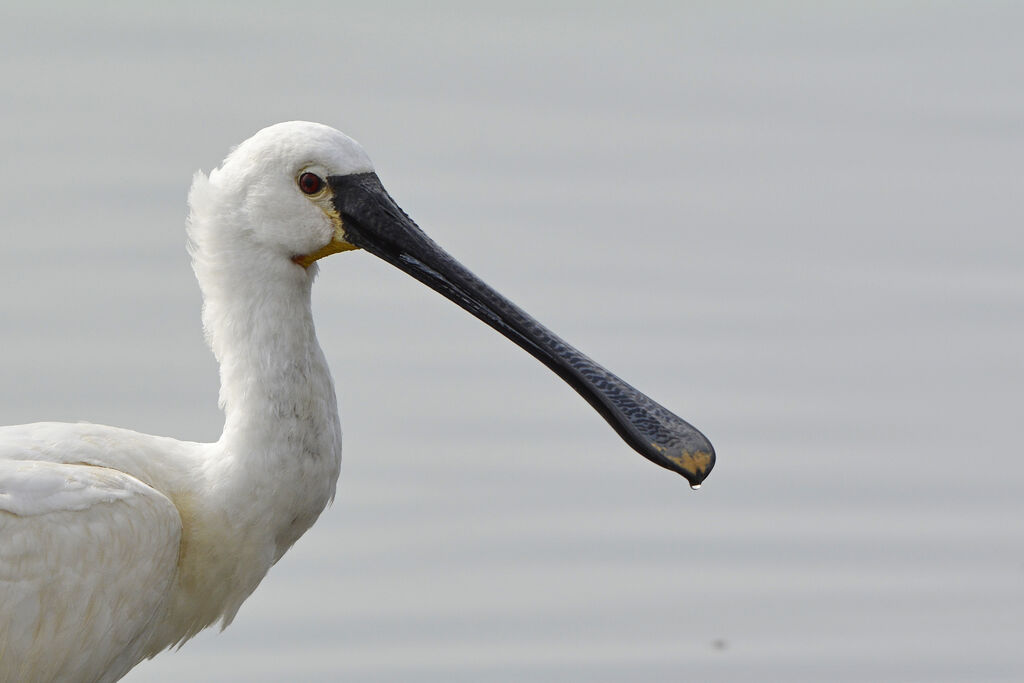 Eurasian Spoonbilladult, close-up portrait