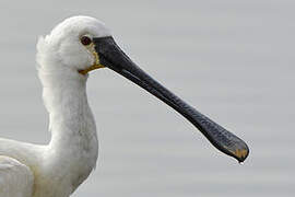 Eurasian Spoonbill