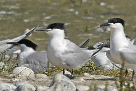 Sandwich Tern