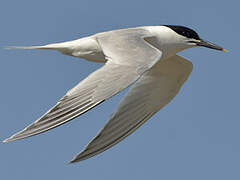 Sandwich Tern