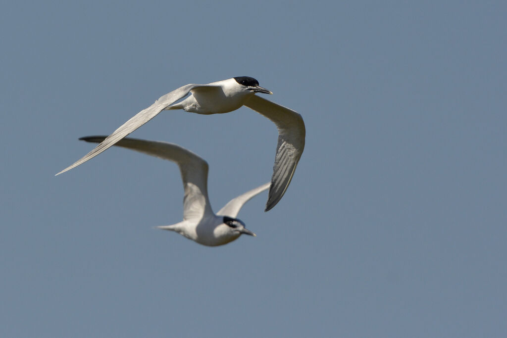 Sandwich Tern