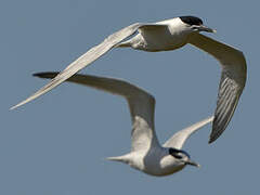 Sandwich Tern