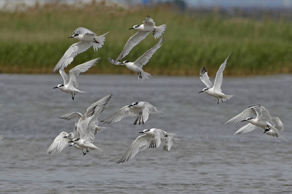 Sandwich Ternadult post breeding, Flight